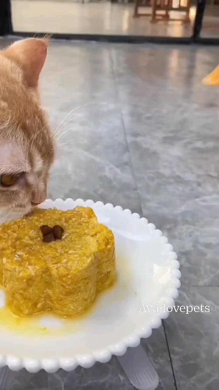 #cat #cutecat #catlover #pet #duck #catsofinstagram #animal 
