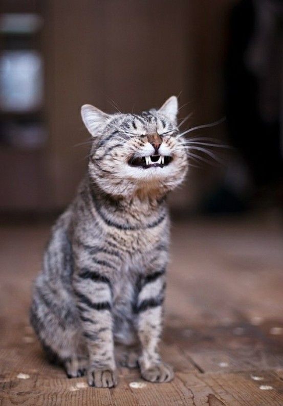 How I feel when I think about my upcoming 4 day weekend. - I