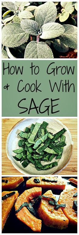 The perfect fall herb, sage is easy to grow and wonderful to