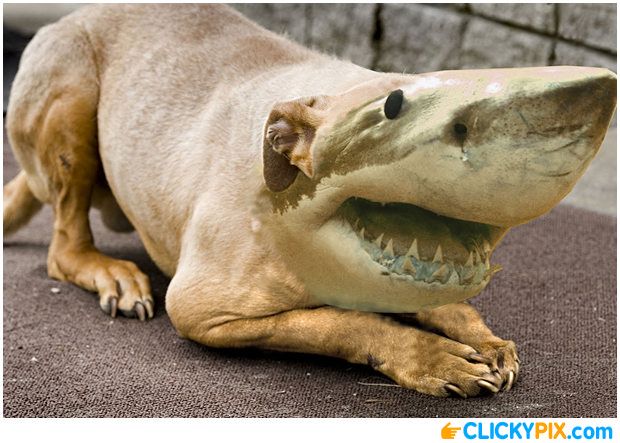 Shark Animal Hybrid Lion Has Science Gone Too Far? Or Not Fa