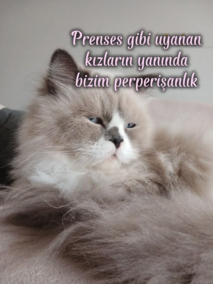 Kız neşesizliği😒

Gregor Samsa, kalk! Büyüğün geldi💅🪳

Her z