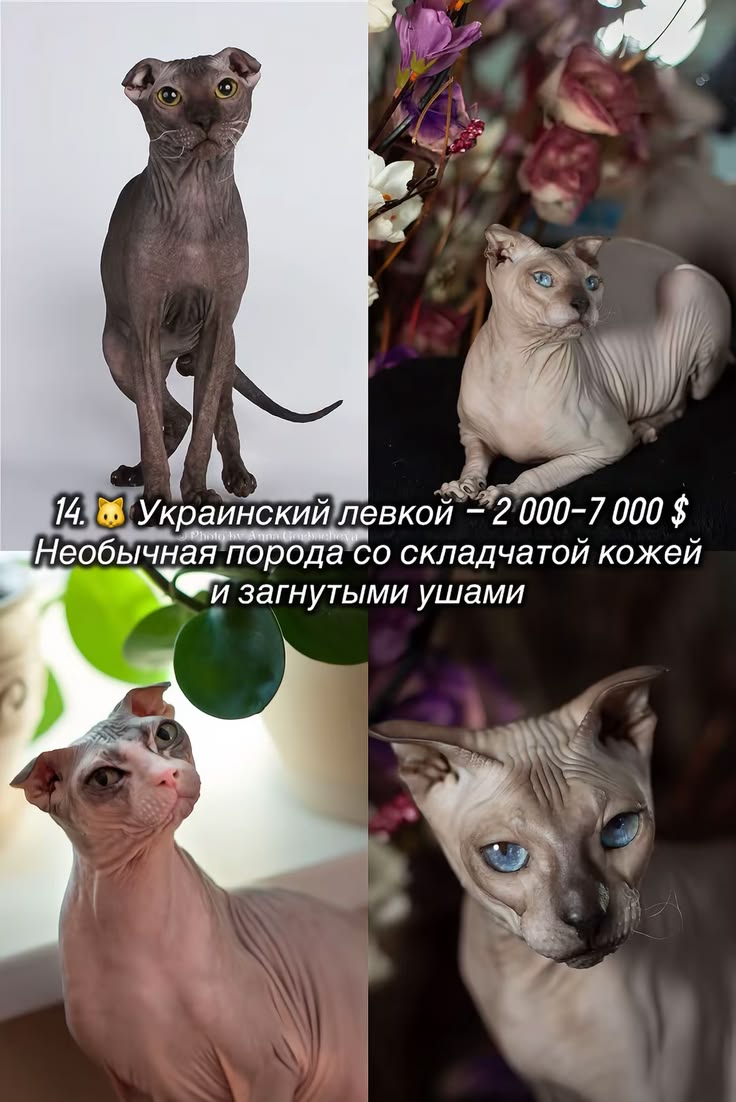 #бесшерстныекош по-настоящему эксклюзивного, ласкового и кос