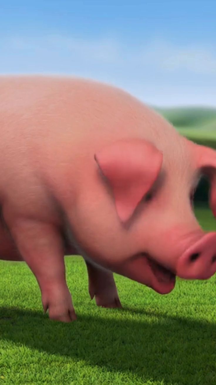 Pig Explodes