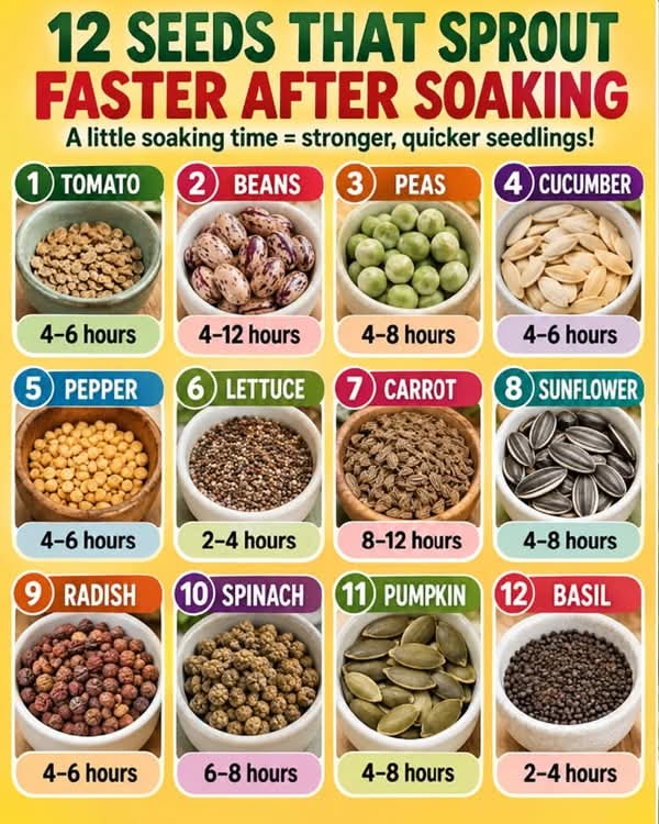12 Seeds That Can Sprout Faster After Soaking | Facebook