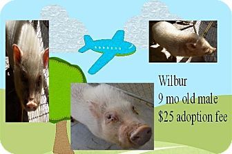 Jefferson City, TN - Pig (Farm). Meet Wilbur, a pet for adop