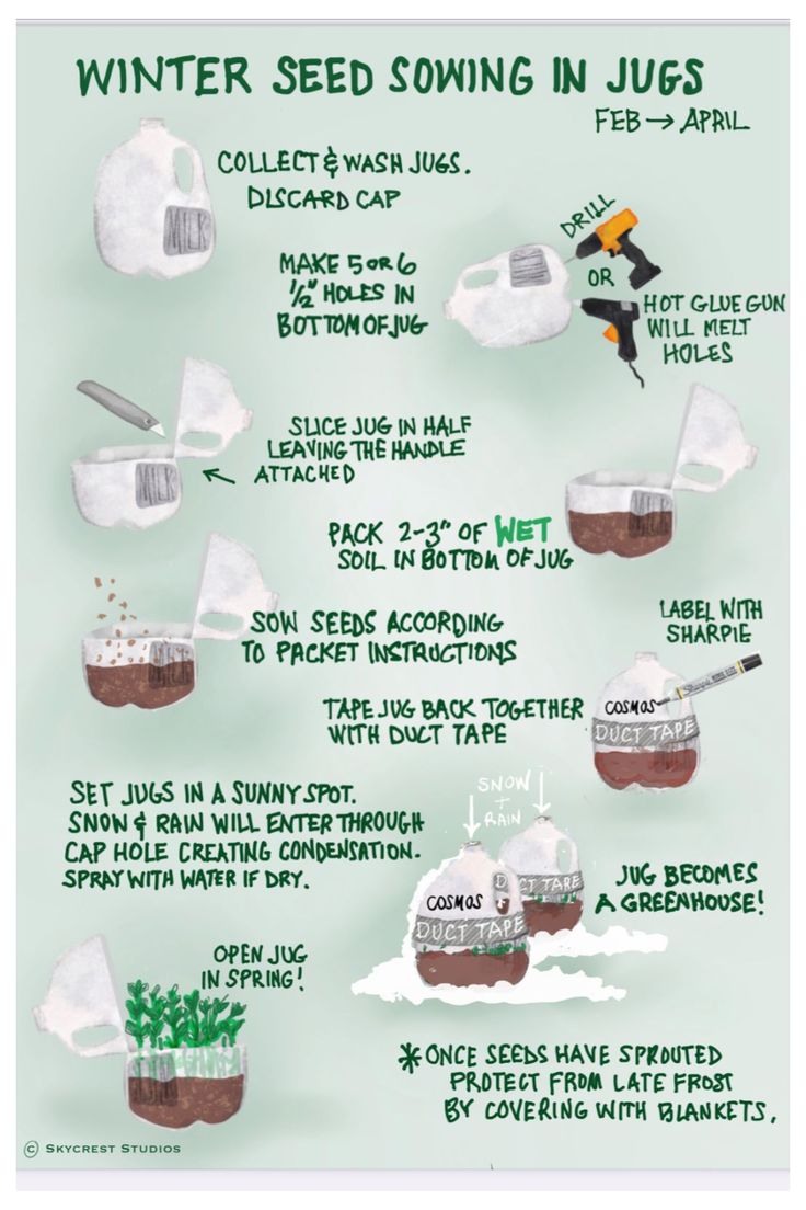 Use this milk jug method to winter sow milkweed and other na