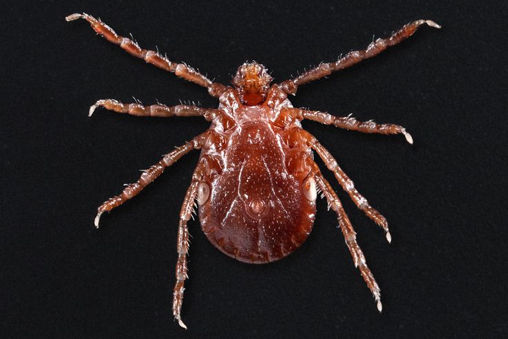WATCH OUT! AN INVASIVE NEW TICK IS SPREADING IN THE U.S. Pro
