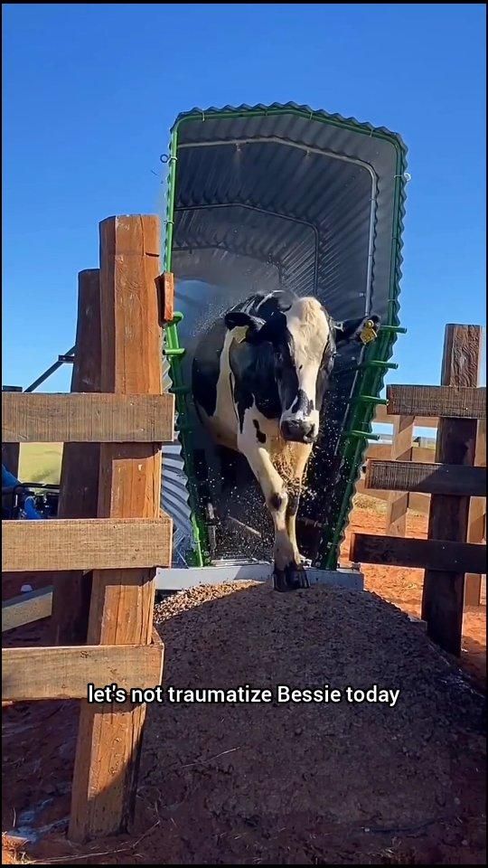 Modern Cow Dips Are Low-Key Genius 🐄💦 #FarmTech #AgTalk #Inn