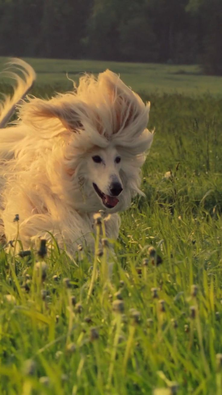 Our fresh food can help keep your dog's skin healthy and coa