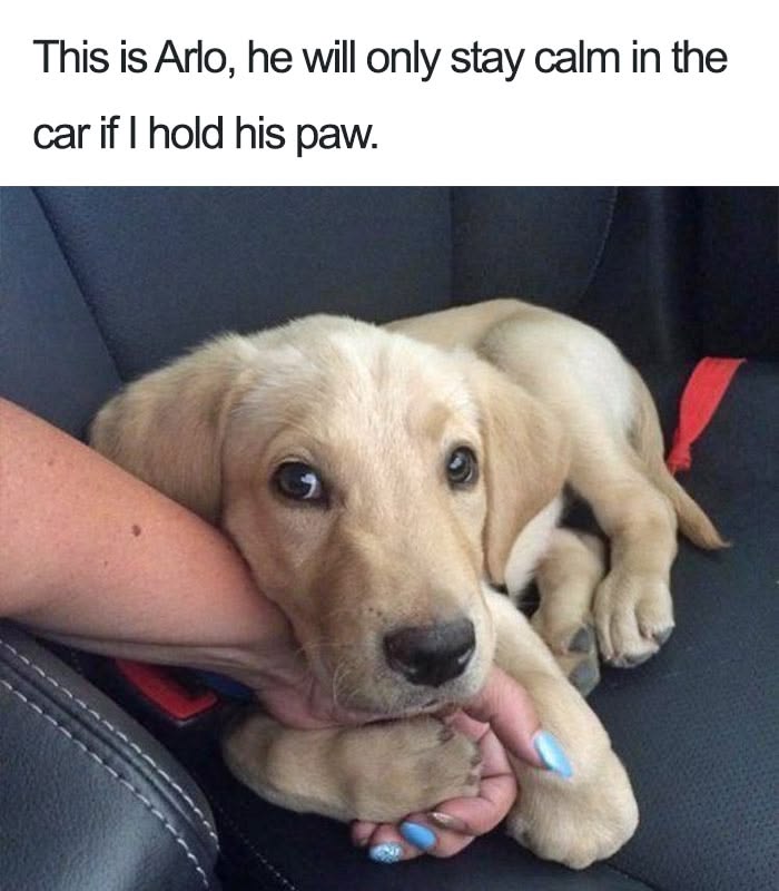 10+ Of The Happiest Dog Memes Ever That Will Make You Smile 