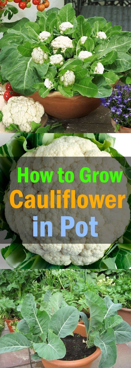 Dont have a garden? No problem. Follow these easy guides to 
