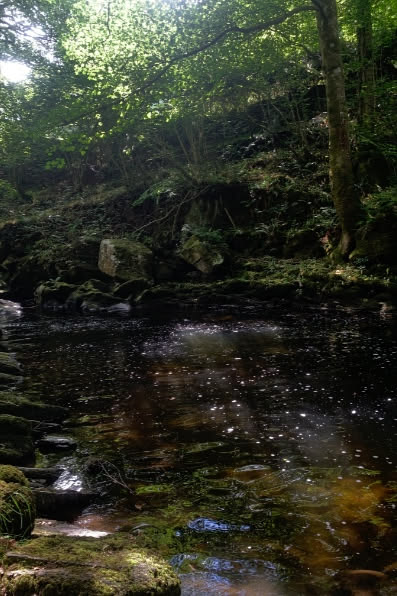 Looking for the perfect dog-friendly summer walk in Devon? E