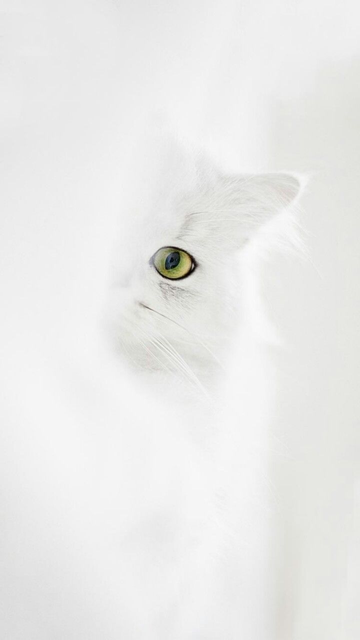 by Girly Wallpapers