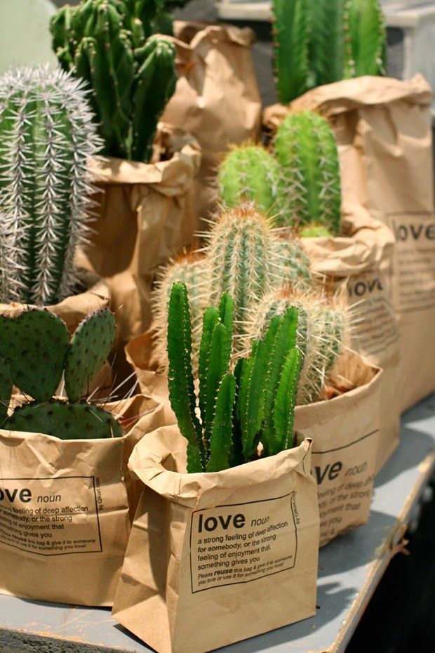 cactus plants in brown paper bags