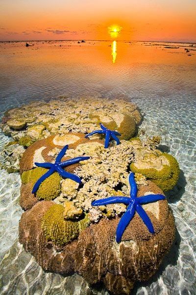 Starfish on the Beach - Lady Elliot Island, Great Barrier Re