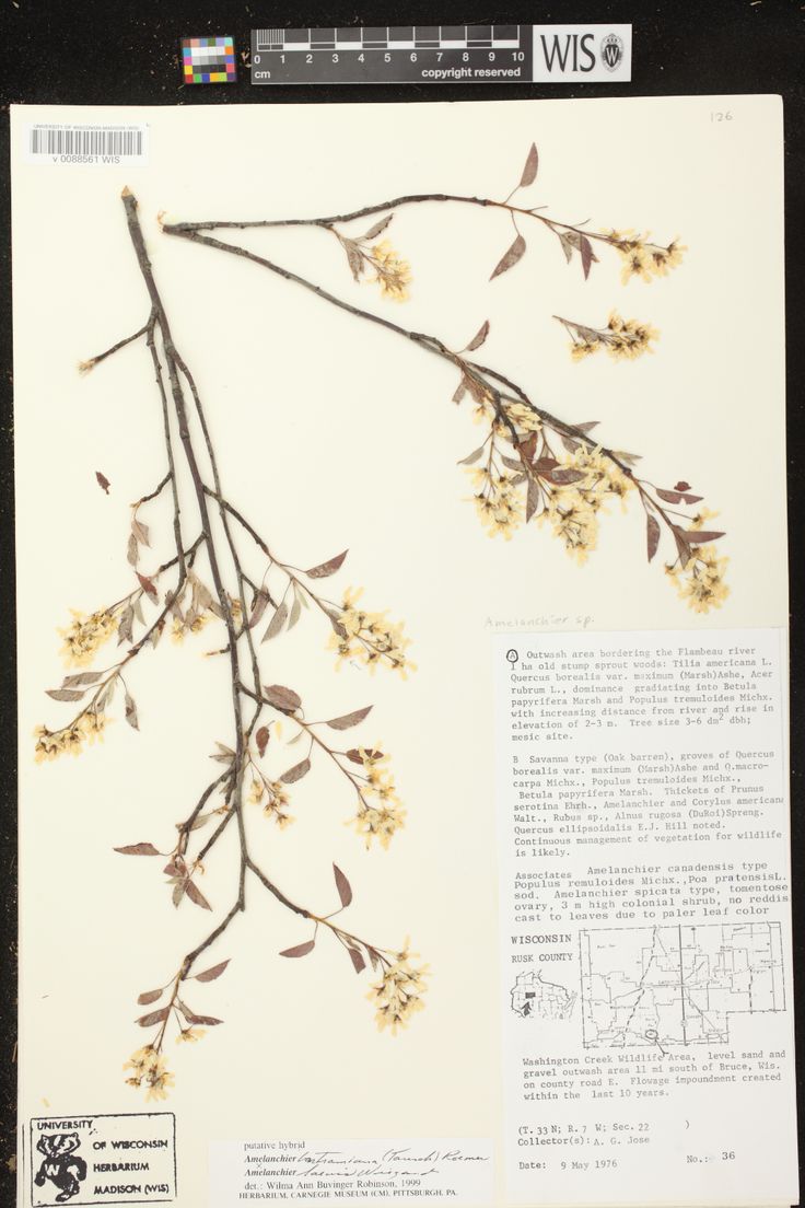 Online Virtual Flora of Wisconsin - Amelanchier