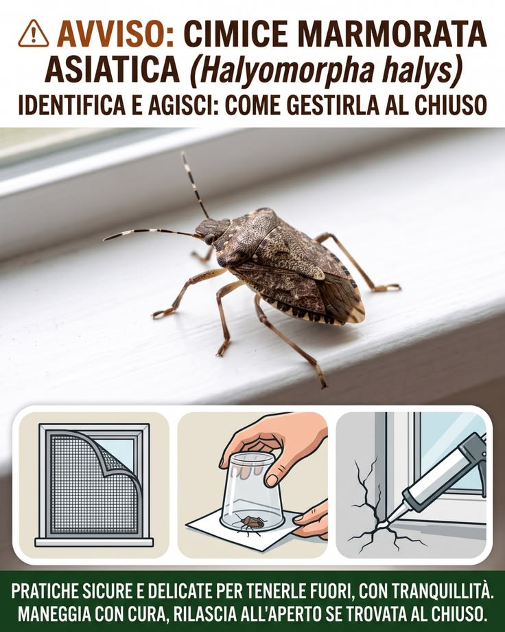 A partire da settembre la cimice marmorata asiatica, un inse