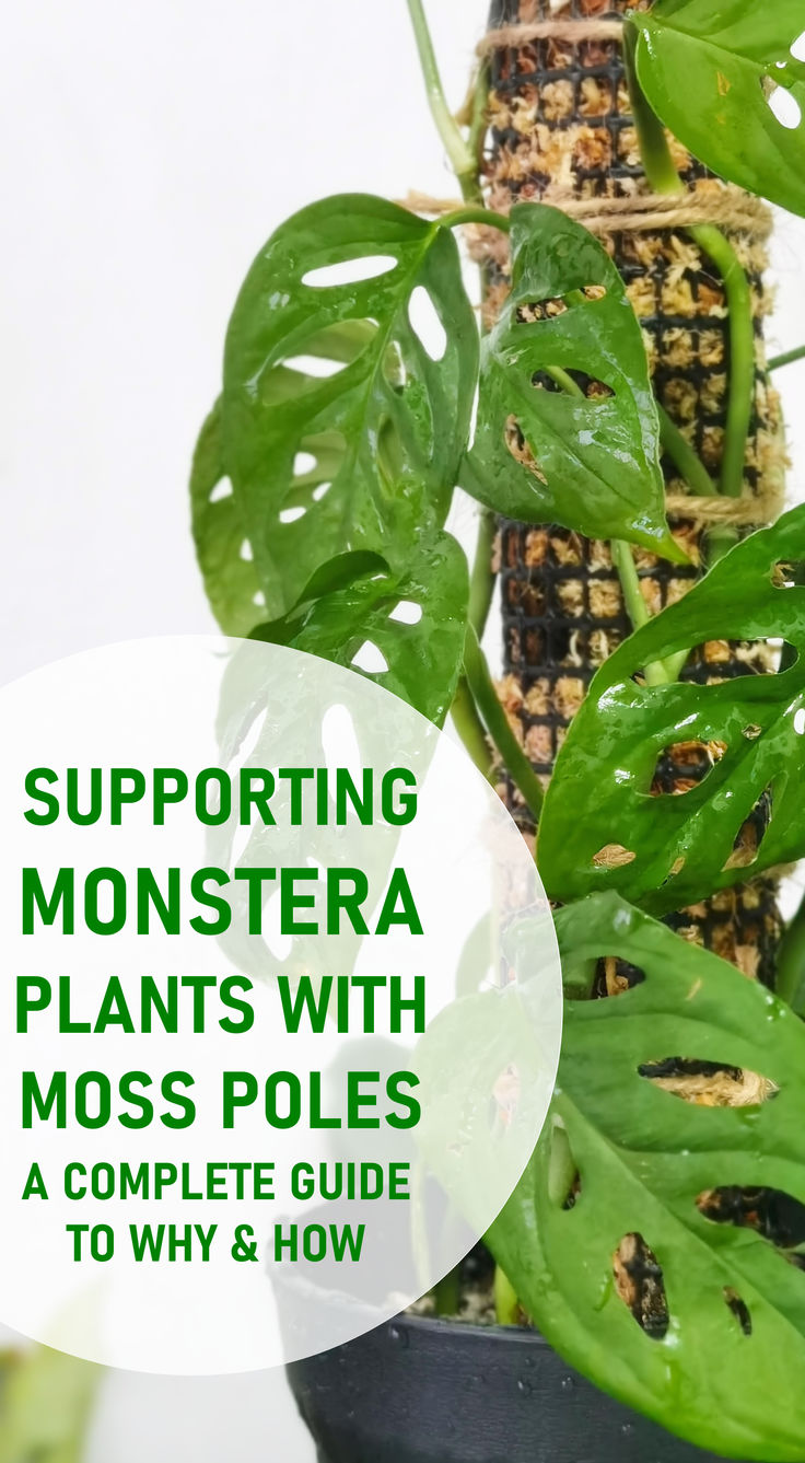 A comprehensive guide to growing your monstera houseplant on