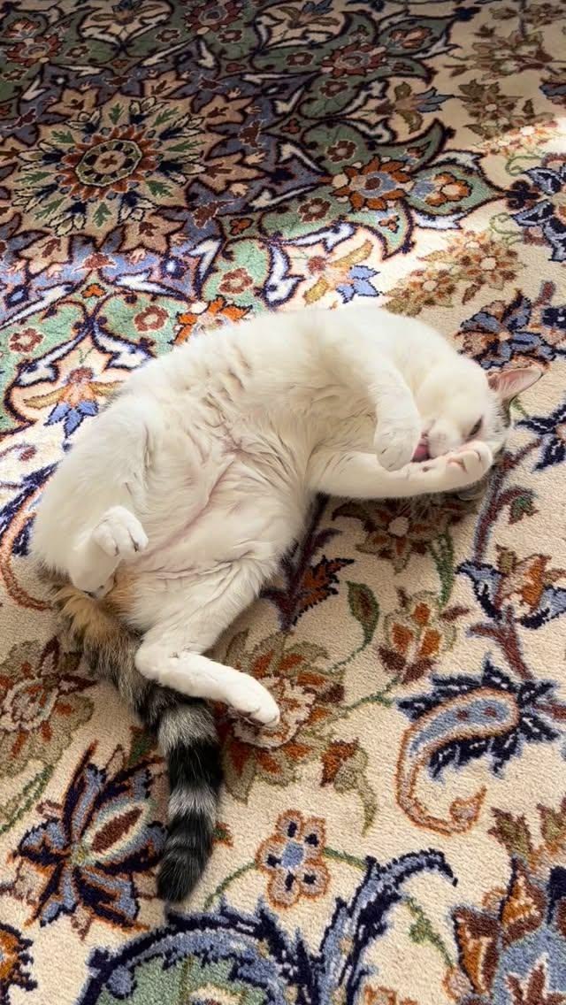 Having a relaxing Saturday with my cat , after a hard week. 