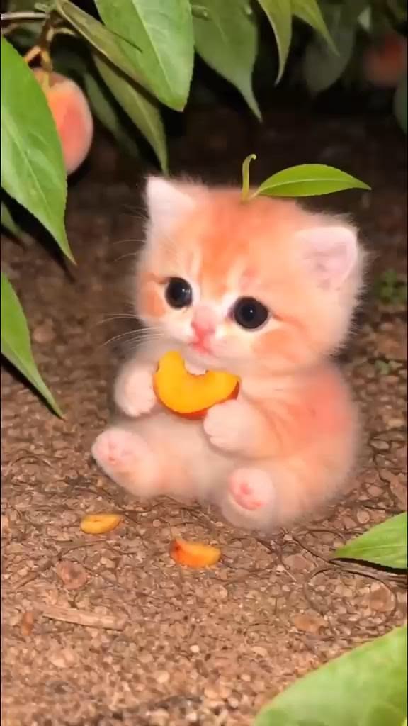 Meet the tiny peach kitten! 🍑🐱 This adorable baby kitten sit