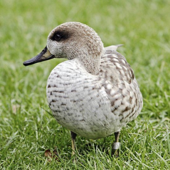 Wild ducks! coming soon to Purely Poultry. Breeds like the M