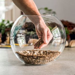 Confira o passo a passo e monte seu terrário em casa