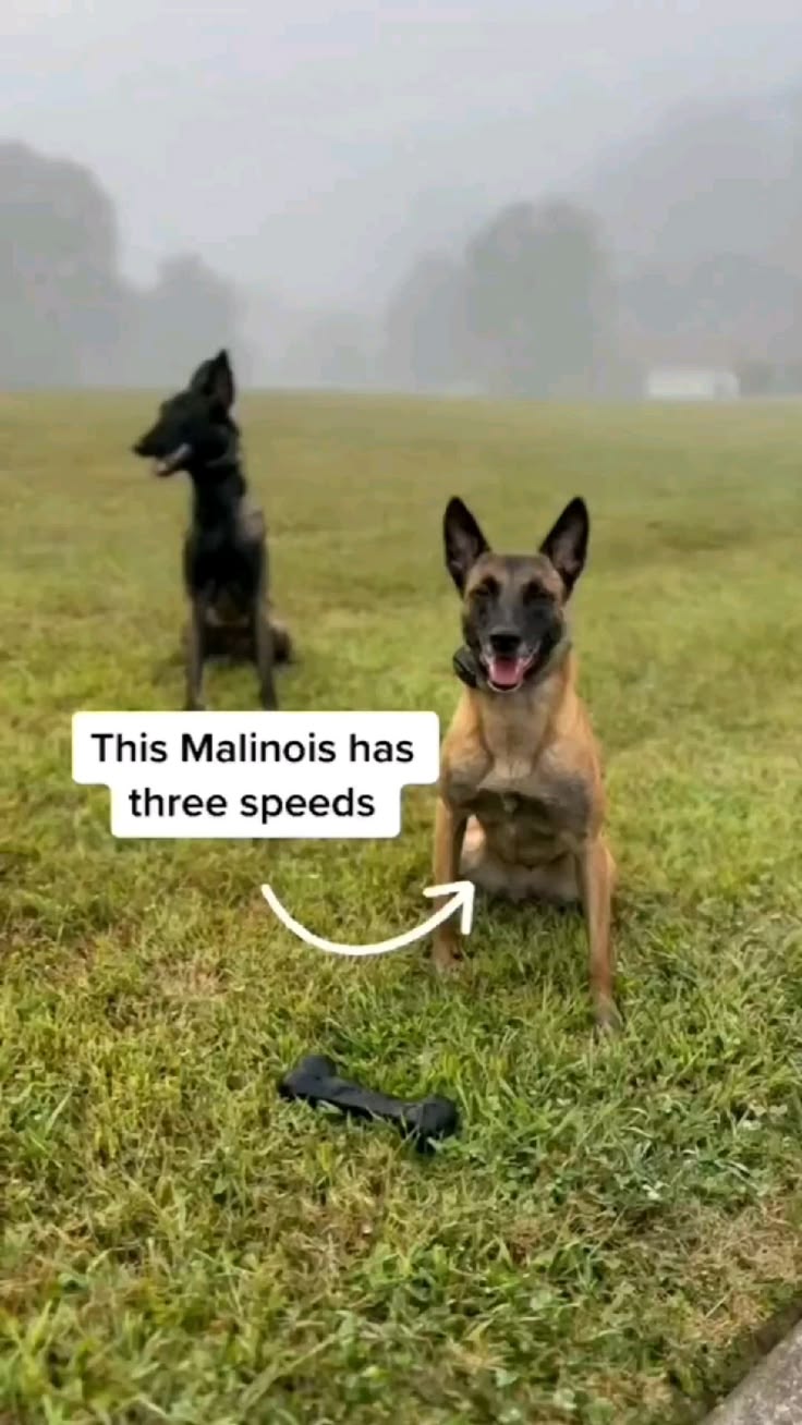 if you want to train your dog at home then check out my prof