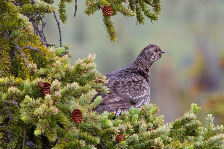 Where to Find the Best Birding in Alaska | Travel Alaska