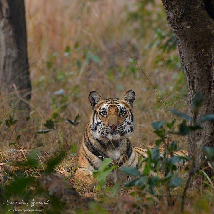A young tigress from Bandhavgarh Tiger Reserve which got rec