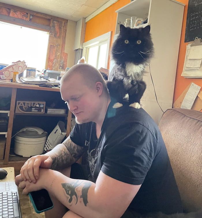 Shoulder kitty