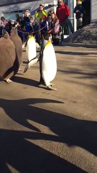 Cute and furry young King penguins waddling with their colon