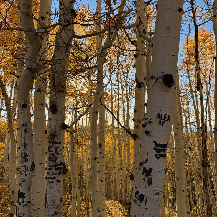 aspen tree aspen aesthetic colorado aesthetic colorado mount