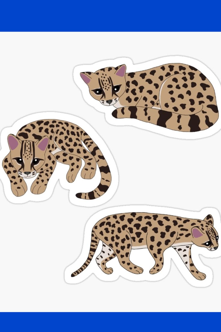 Margay cats, also known as tree ocelots and Leopardus wiedii