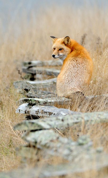 Lovely red fox, looking back