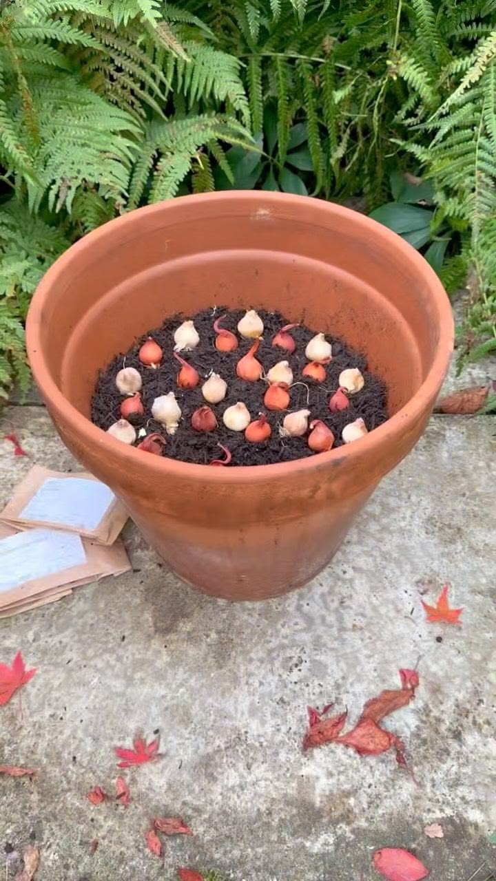 To create this pot display, we used:

20 x Tulip ‘Lilac Wond