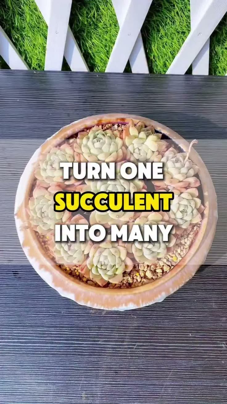 Cut the top off a succulent, disinfect the wound, and one pl