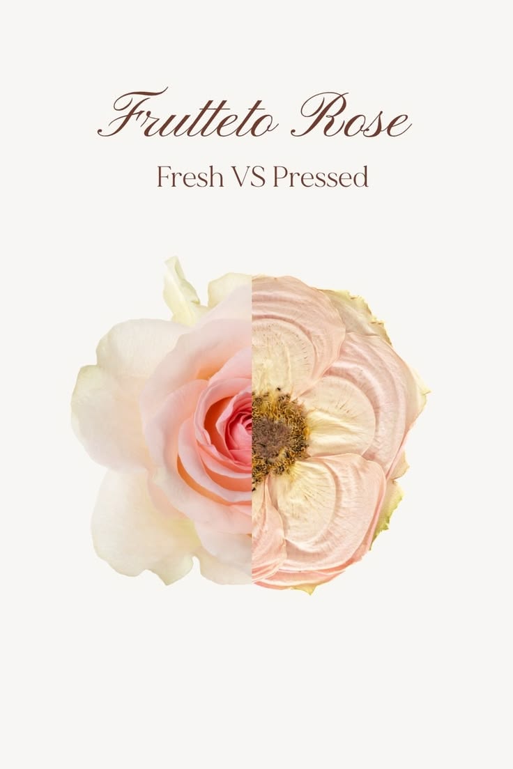 A frutteto rose keeps its soft blush tone even after pressin