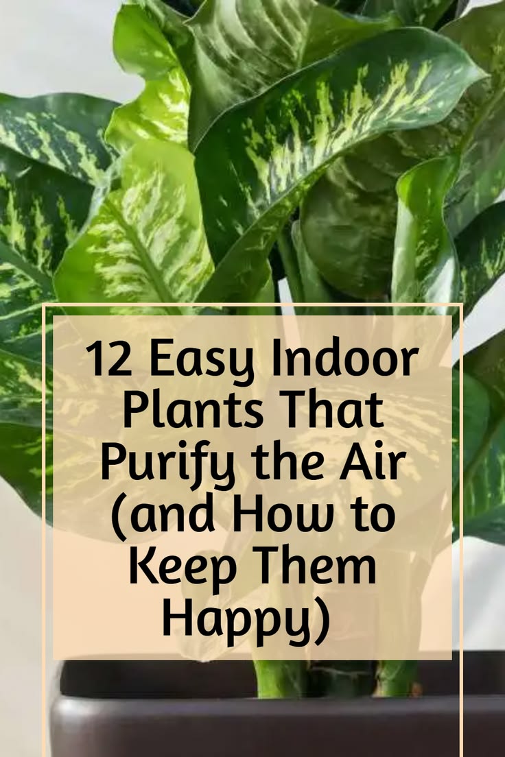 Want a healthier home environment? 12 easy indoor plants tha