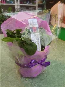 £3.50 Gift wrapping for plants - Send a gift from Groves Nur