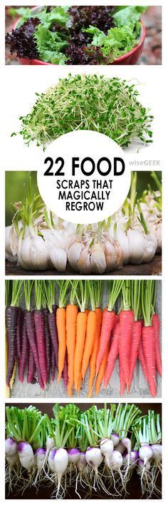 Vegetable gardening, vegetable gardening tricks, food scraps