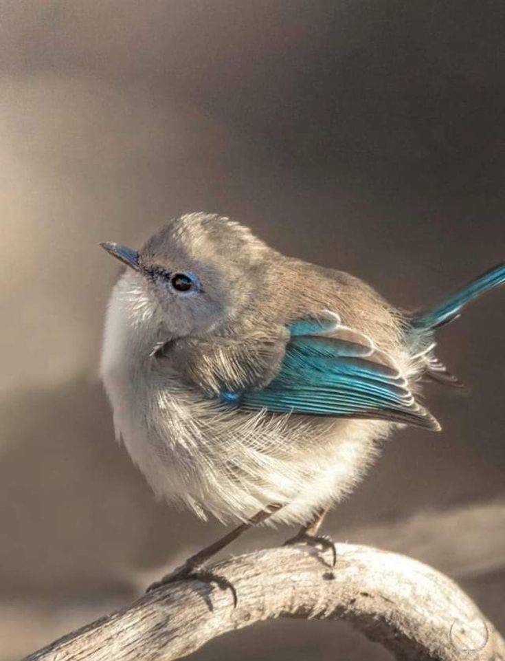 Splendid Fairy Wren Perth, Australia