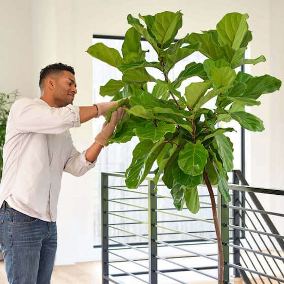 Unwelcome pests on indoor plants are likely at some point in