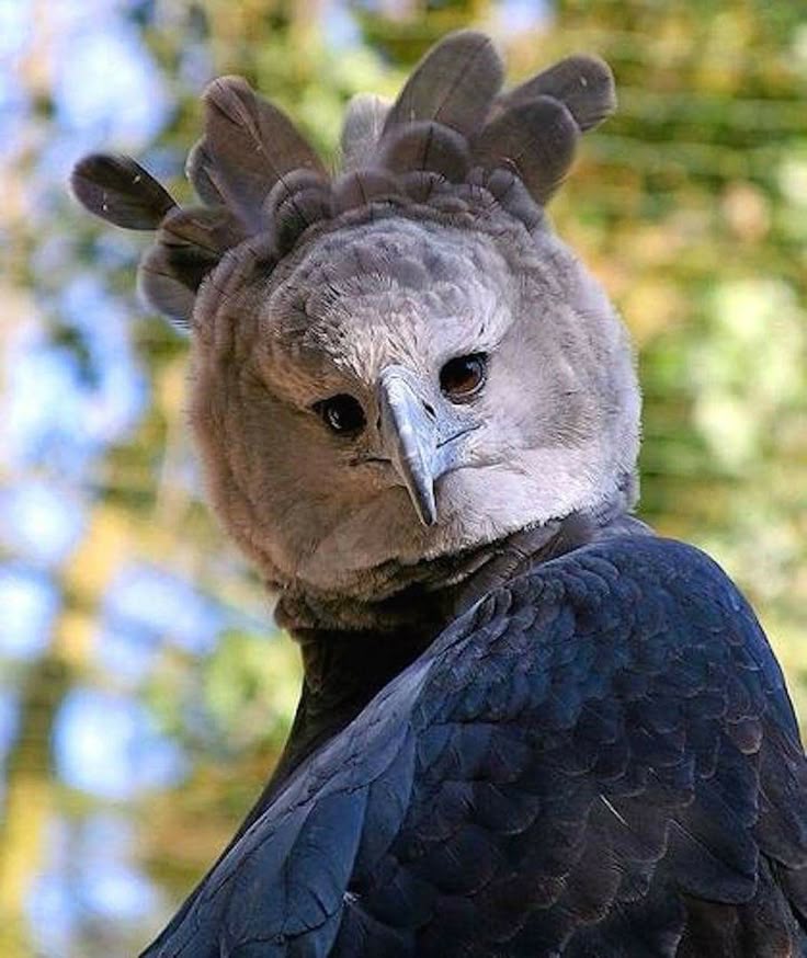 Harpy Eagle