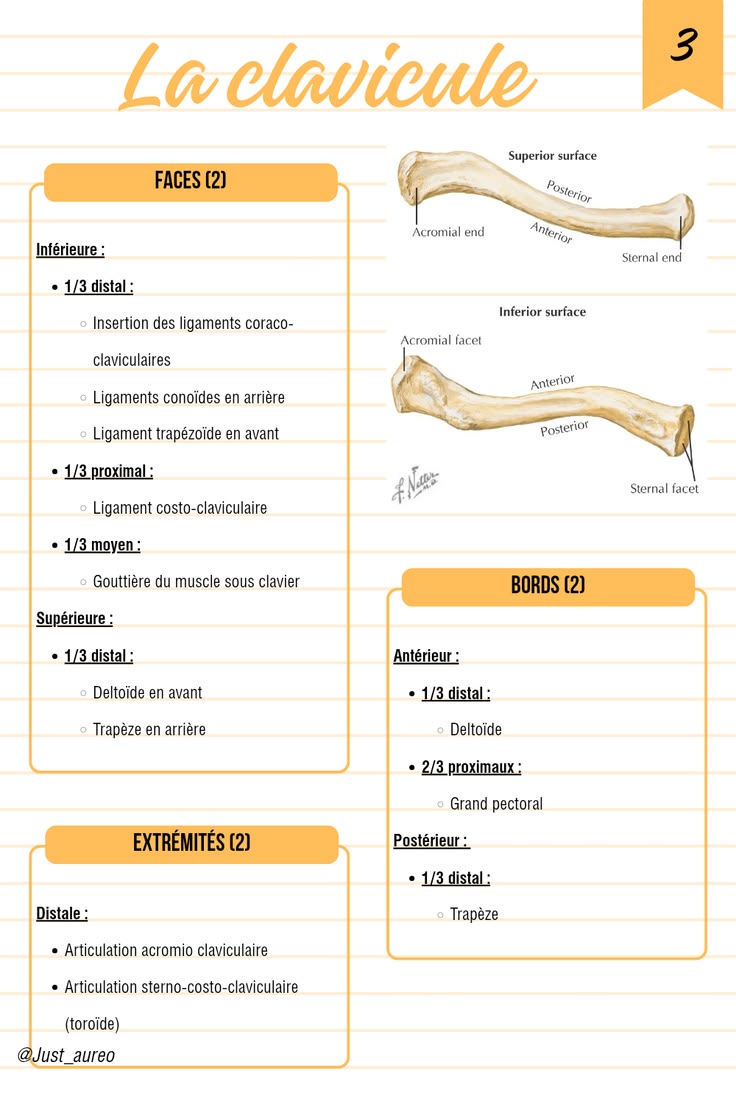 Fiche de révision d'anatomie

#anatomie #ostéologie #fiches 