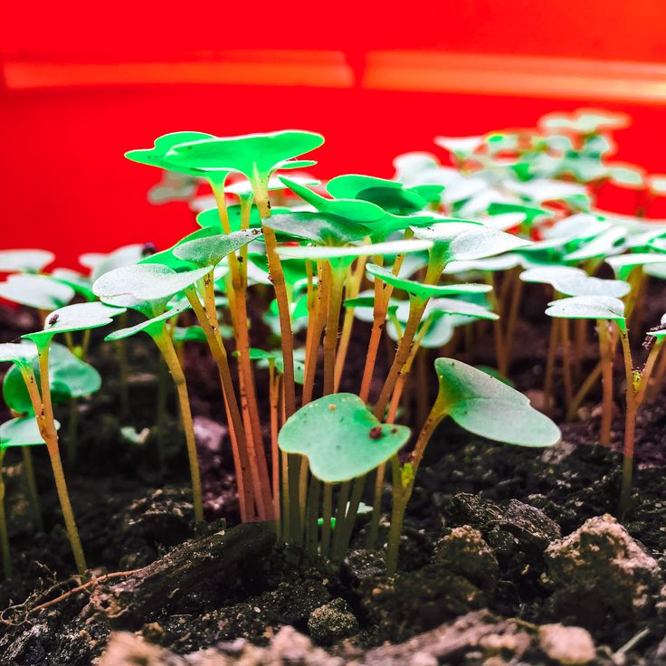 #kale #seedlings #gardening