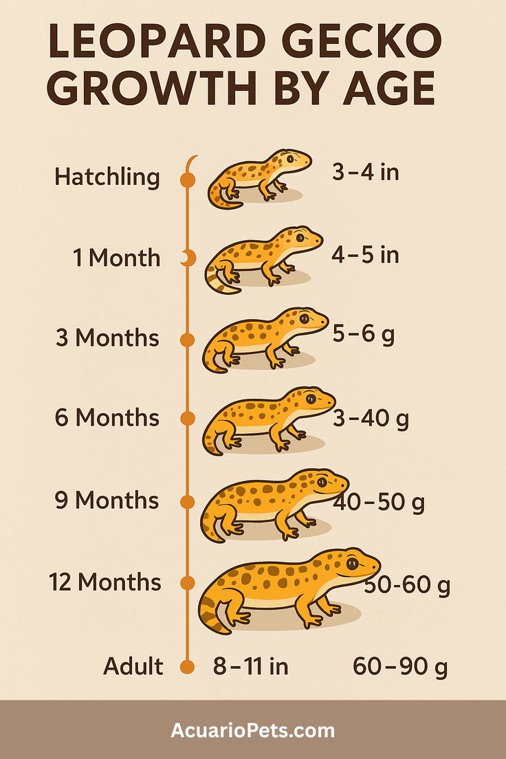 Find out how big your gecko will get—and when! Use our leopa
