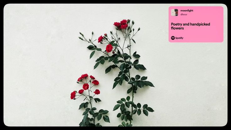Red roses, white silence, soul speaks🌹
.
.
.
.
.
“A quiet fr