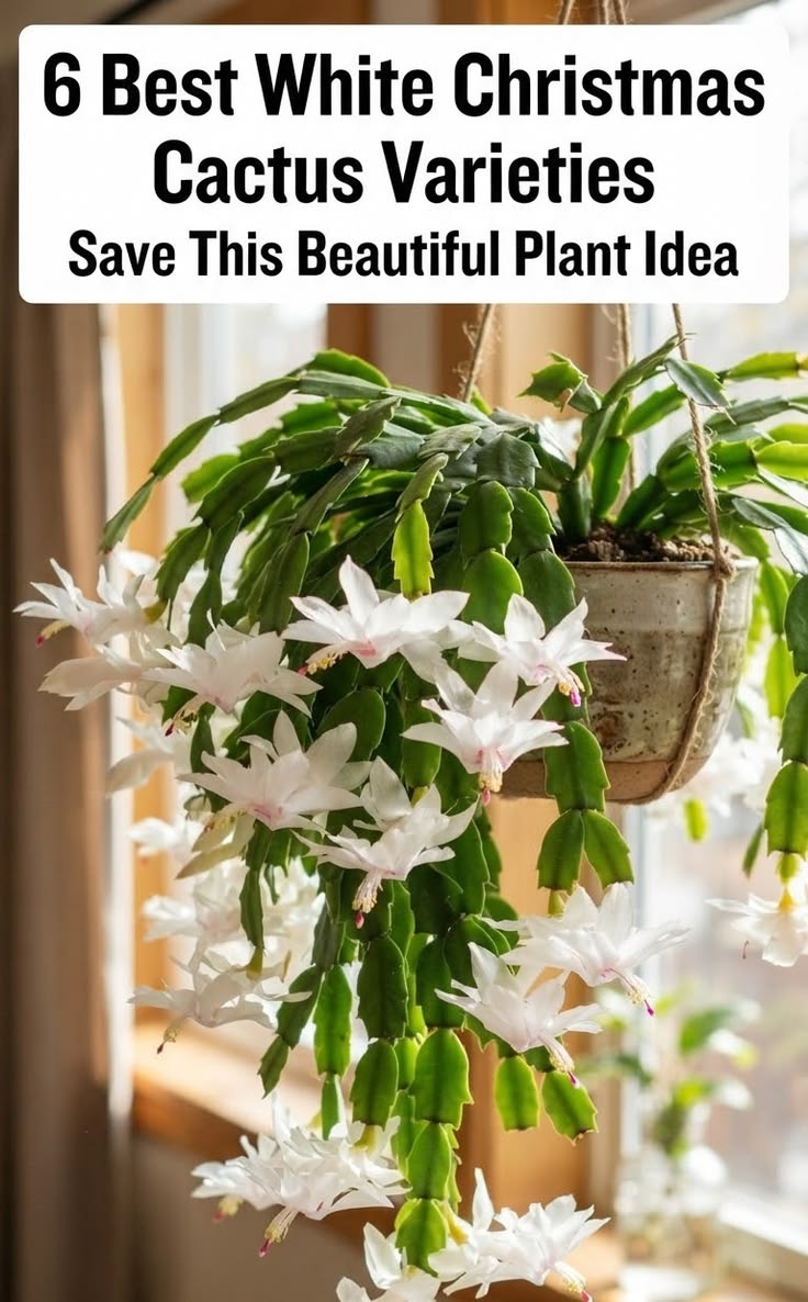 Here are some of the best white Christmas cactus varieties f