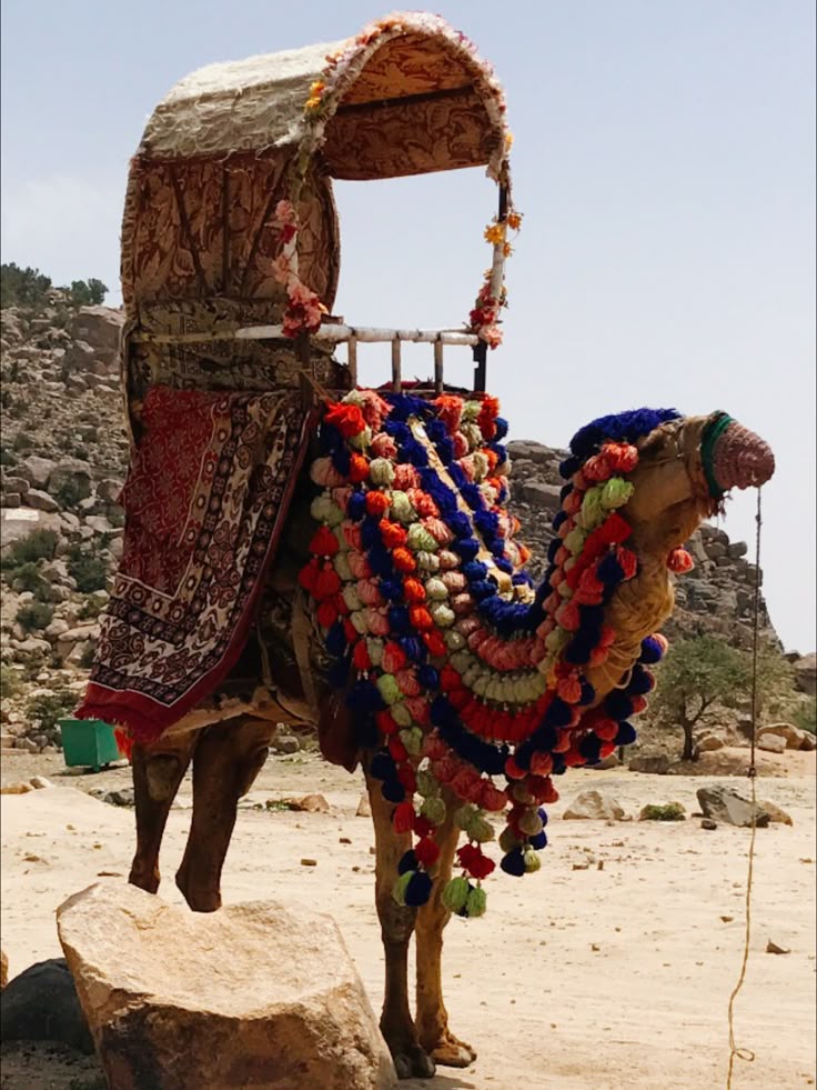 Camel with Hodaje