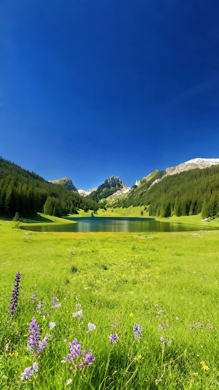 vinland nature